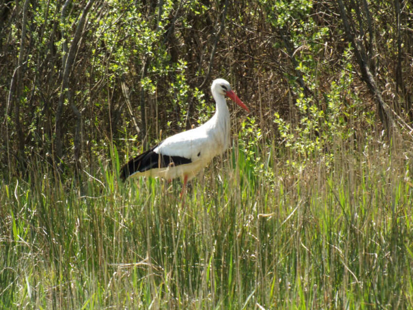 cigogne attitudes