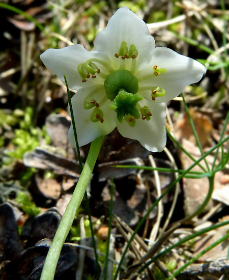 blanc51_pyrolaceae