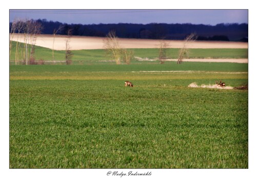 Le chevreuil