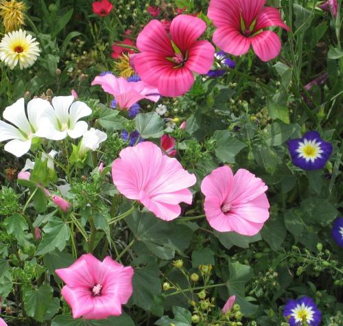 Fleurs cultivées : Malope