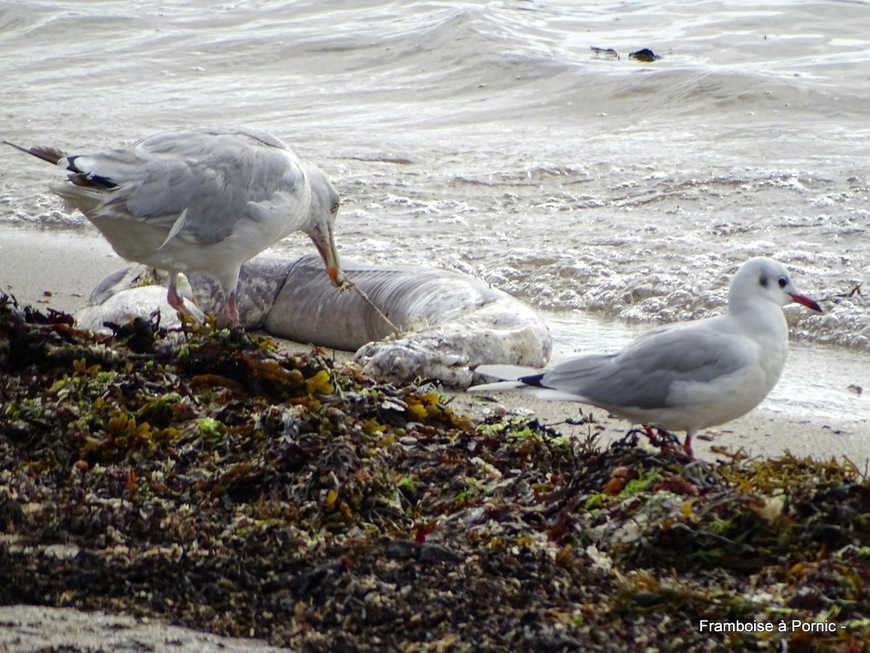 Oiseaux du littoral en septembre 