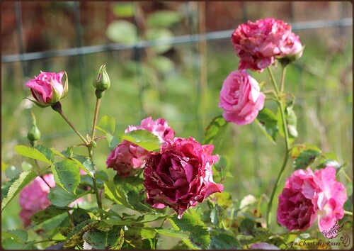 nouveaux aménagement au jardin .