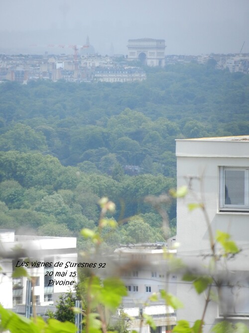 LA VIGNE DE SURESNES 92