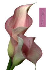 Virágok1 .png tubek