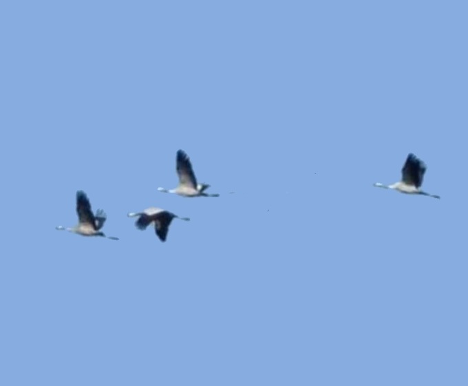 Migration d'hiver des grues cendrées ou oies sauvages