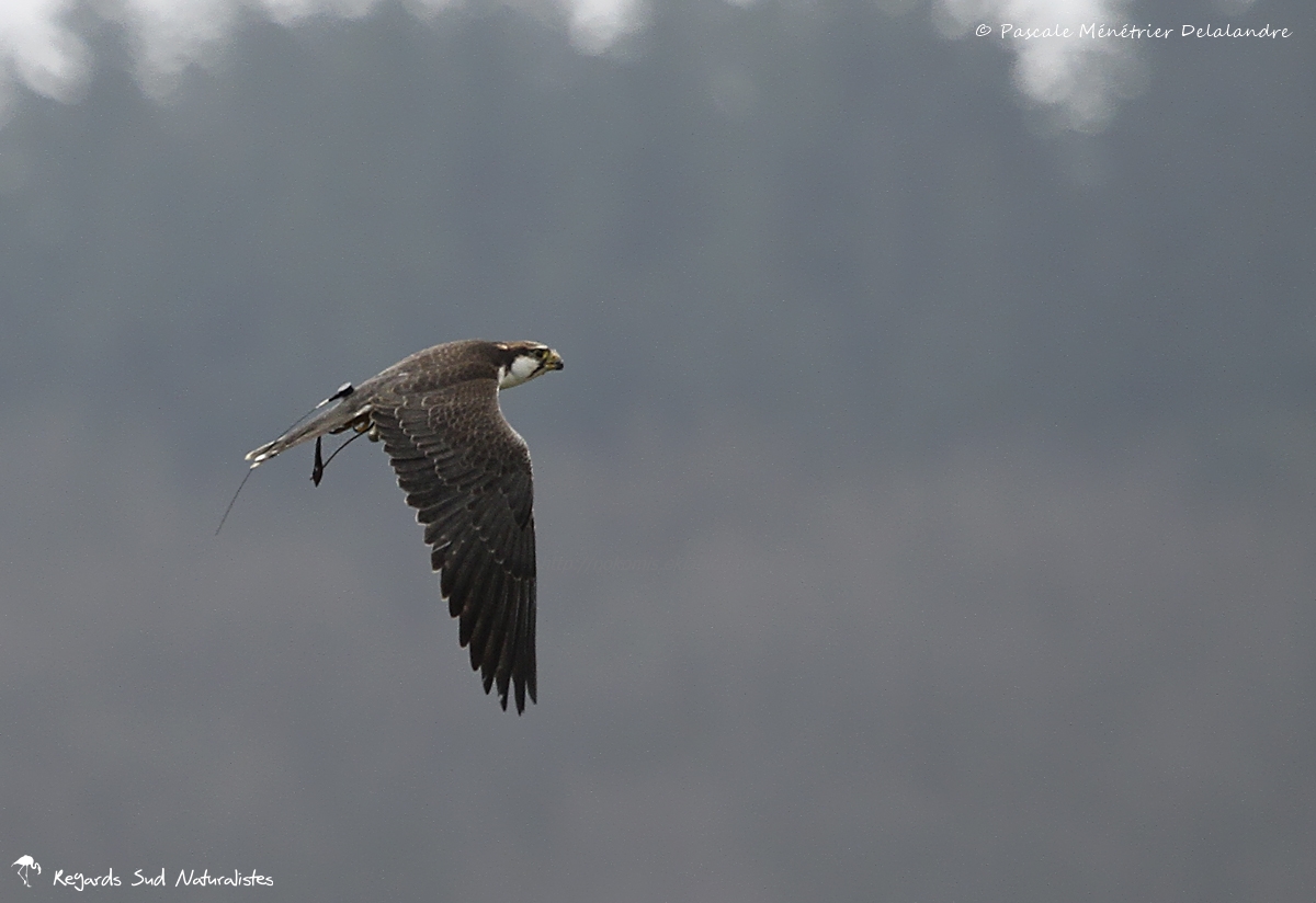 Faucon laggar - Falco jugger - Laggar Falcon