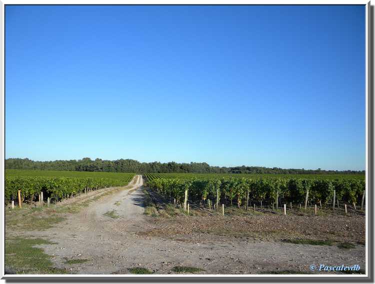 Paysages du Médoc