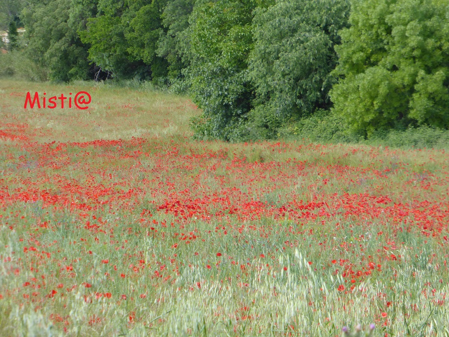  gentil coquelicot ...