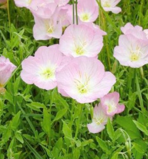 Fleurs cultivées : Oenothère