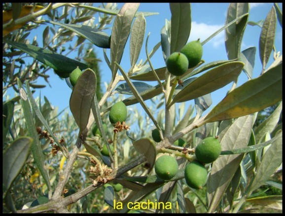 olive-naissante.JPG