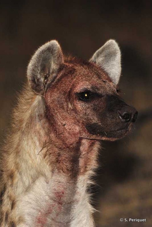 Hyaena cliché