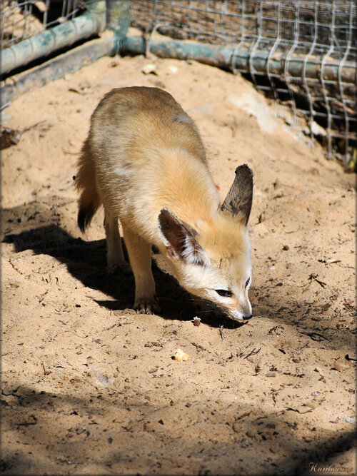 Photo de Fennec (Renard des sables) la Palmyre