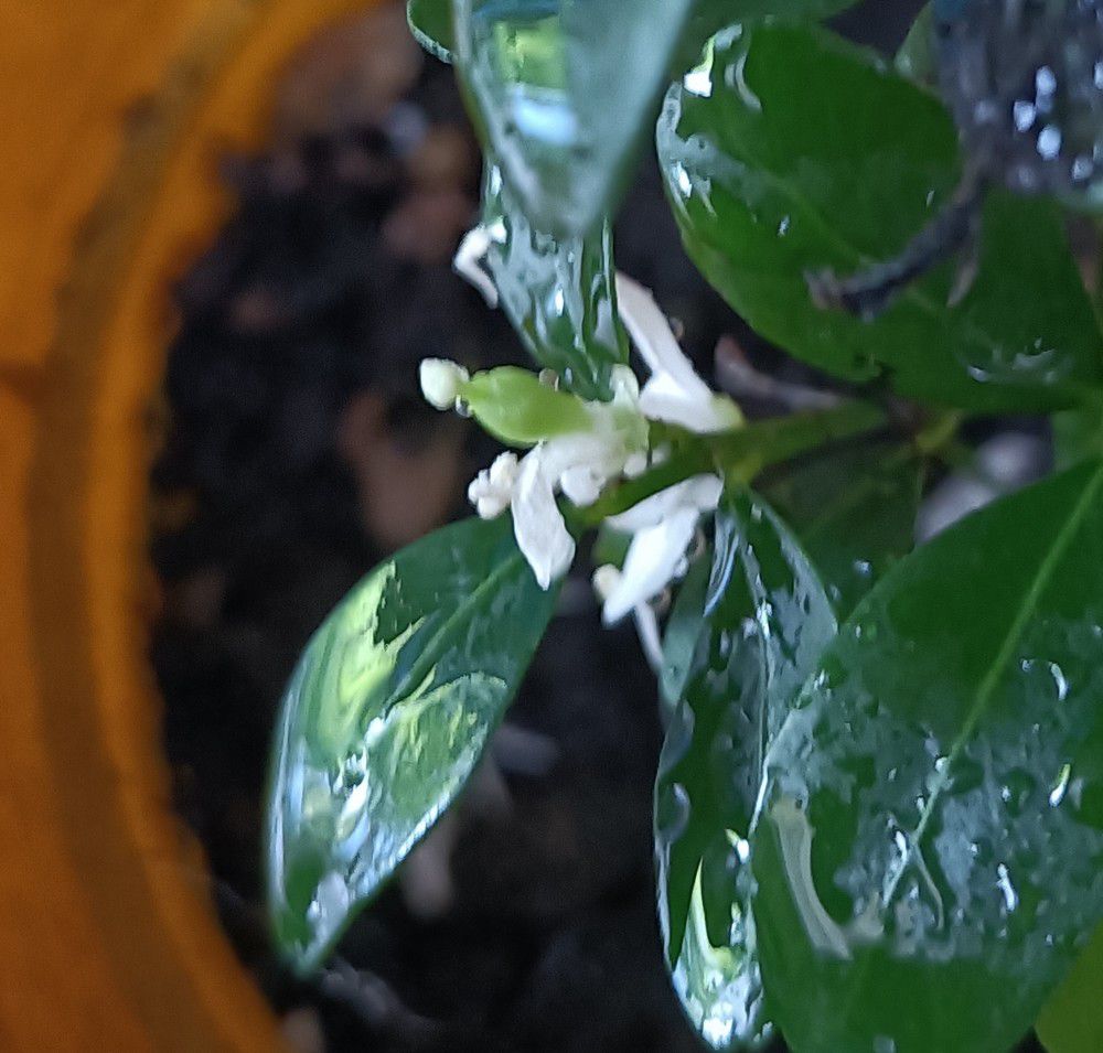 Des fleurs sur mes boutures de citronniers...