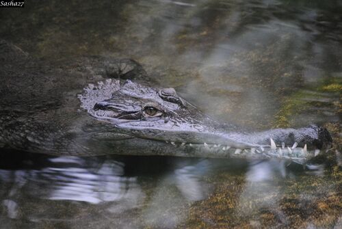 Crocodile à Museau Allongé d'Afrique
