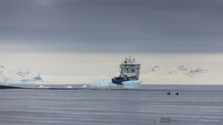 Icebergs en visite