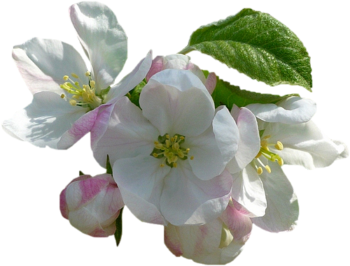 Tubes png fleurs cerisiers et pommiers