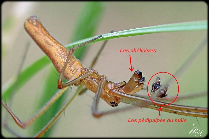 Araignée : Tetragnatha .....