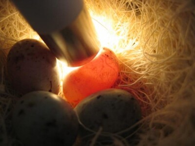 La Reproduction :Construction du nid, la gestion des oeufs, l'incubation, le mirage des oeufs