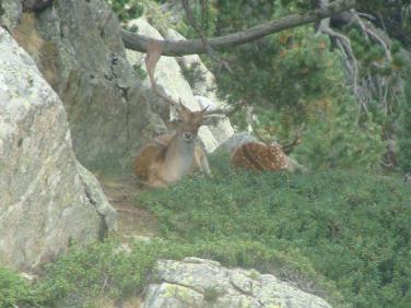 Junior : Tuc de Ratèra (St Maurici) - Val d'Anèu / Espagne