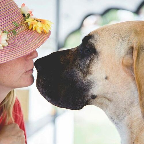 Pour garder la santé, embrassez votre chien. C’est la science qui le dit.