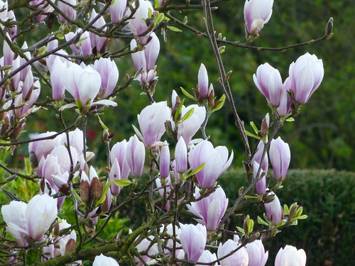 Magnolias forever