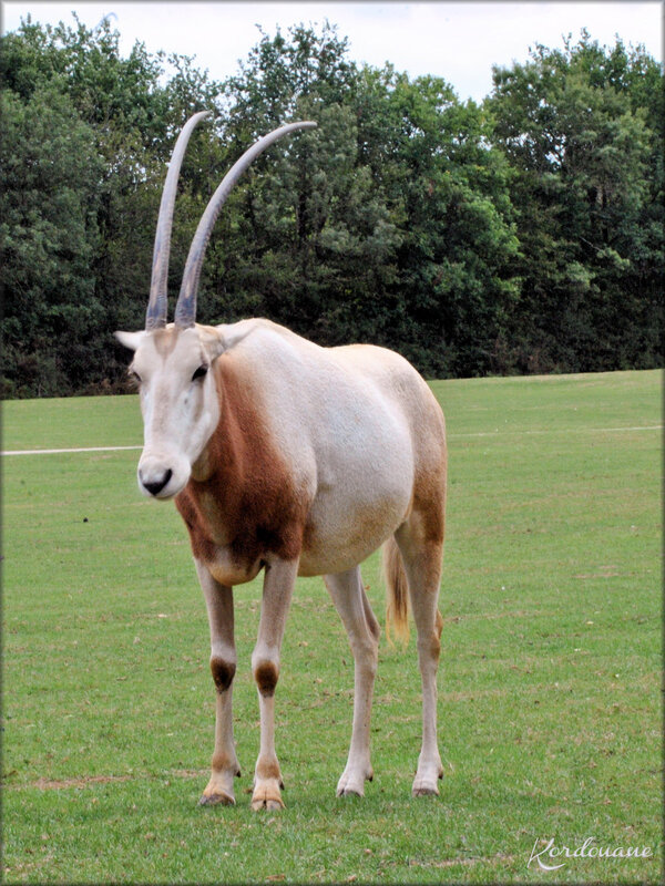 Photos Oryx Algazelle - Planète Sauvage