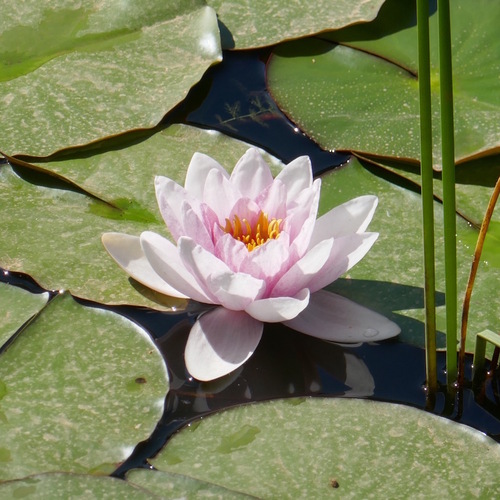 Zoom sur une fleur