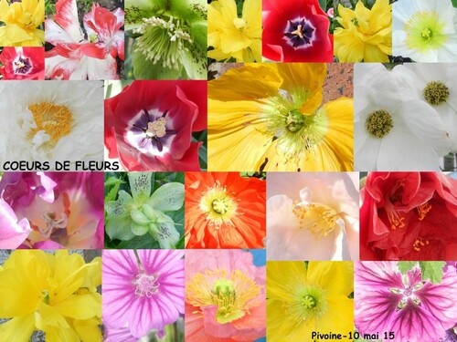 COEURS DE FLEURS