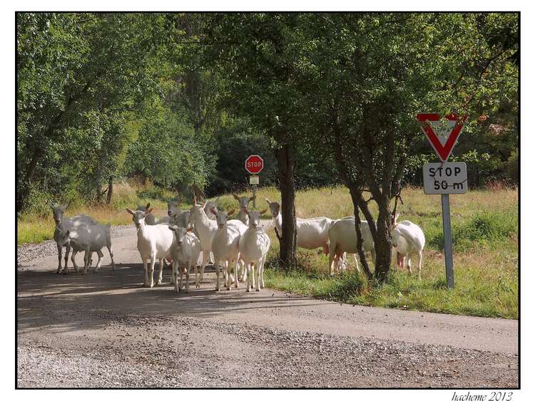 Chèvres