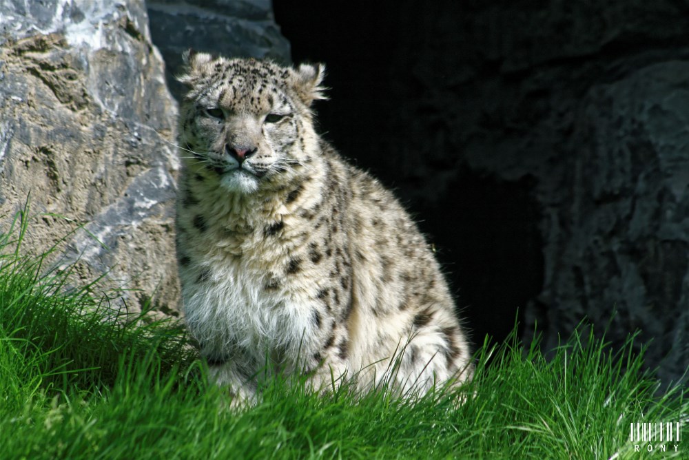 Panthère des neiges