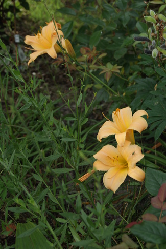 Massif fleuri en juillet.