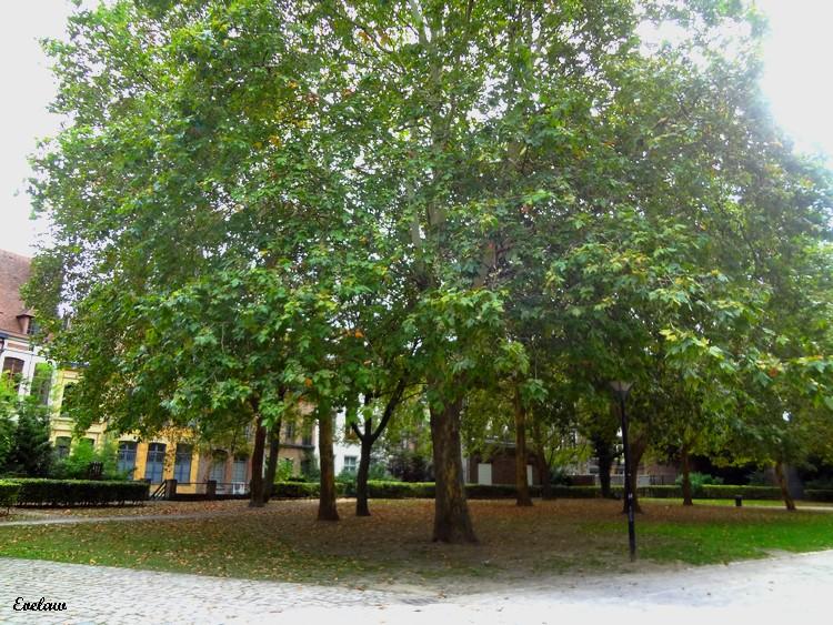 NOTRE DAME DE LA TREILLE - LILLE (3) - Le Jardin et le parvis - Place Gilleson
