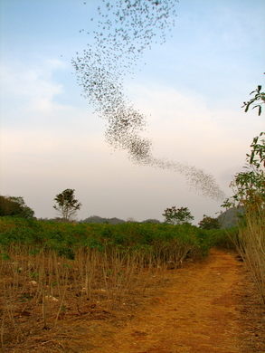 Les chauves-souris de Khao Yai ... 