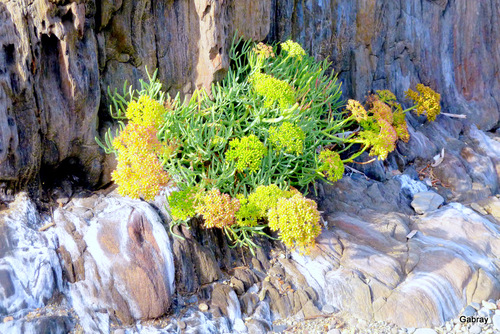 D'Argelès à Collioure : le sentier du littoral ... bis