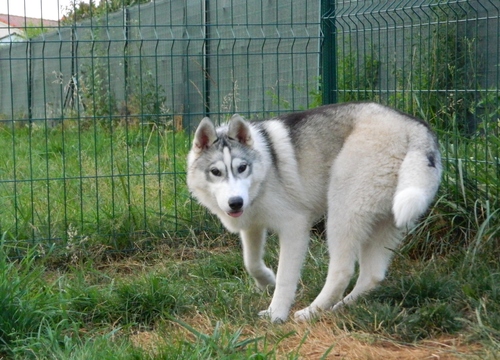 ianko le magnifique