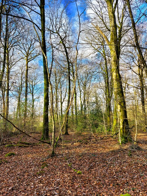 Quand le mardi c'est forêt