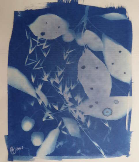 Cyanotype cerises