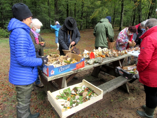 Les mycologues Châtillonnais ont sillonné le Morvan a la recherche d'espèces différentes de champignons...et leur quête a été fructueuse !