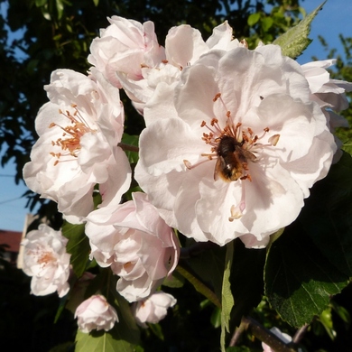 Le malus coronaria Charlottae...