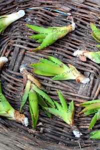 Rejets d'Aloe Saponaria retirés pour être replantés séparément