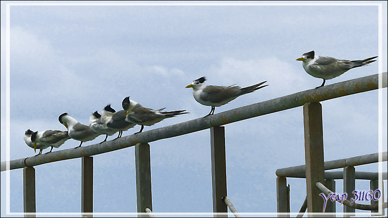 Brochette de Sternes huppées, Greater Crested Tern (Thalasseus bergii) - Huahine - Polynésie française