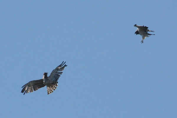 Le rapace qui mangeait des serpents