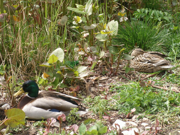 Les Canards de St Joseph de Rivière..