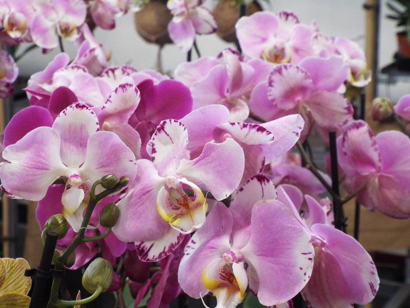 Orchidées 