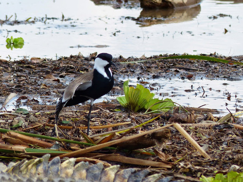 quelques espèces d'oiseaux du lac Shamo