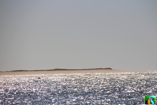 Tour du Bassin d'Acachon : le banc d'Arguin