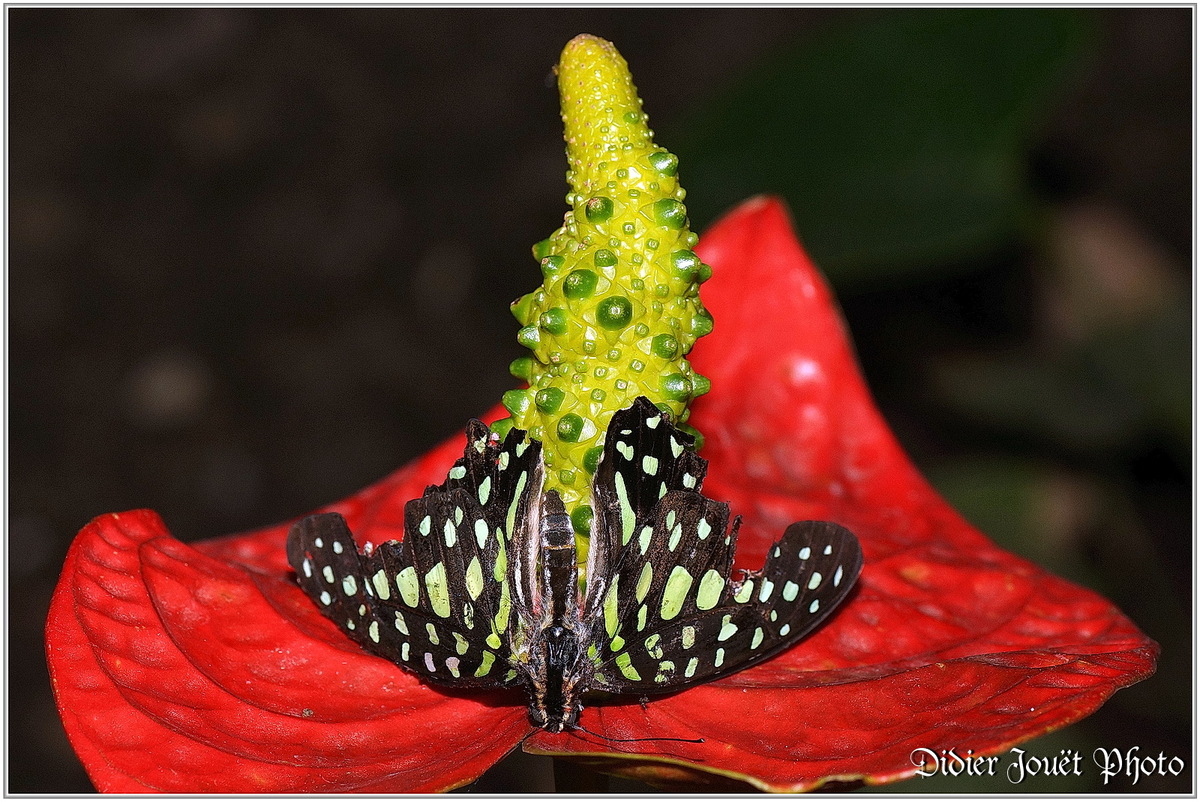 Anthurium (1)