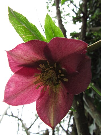 Balade au jardin