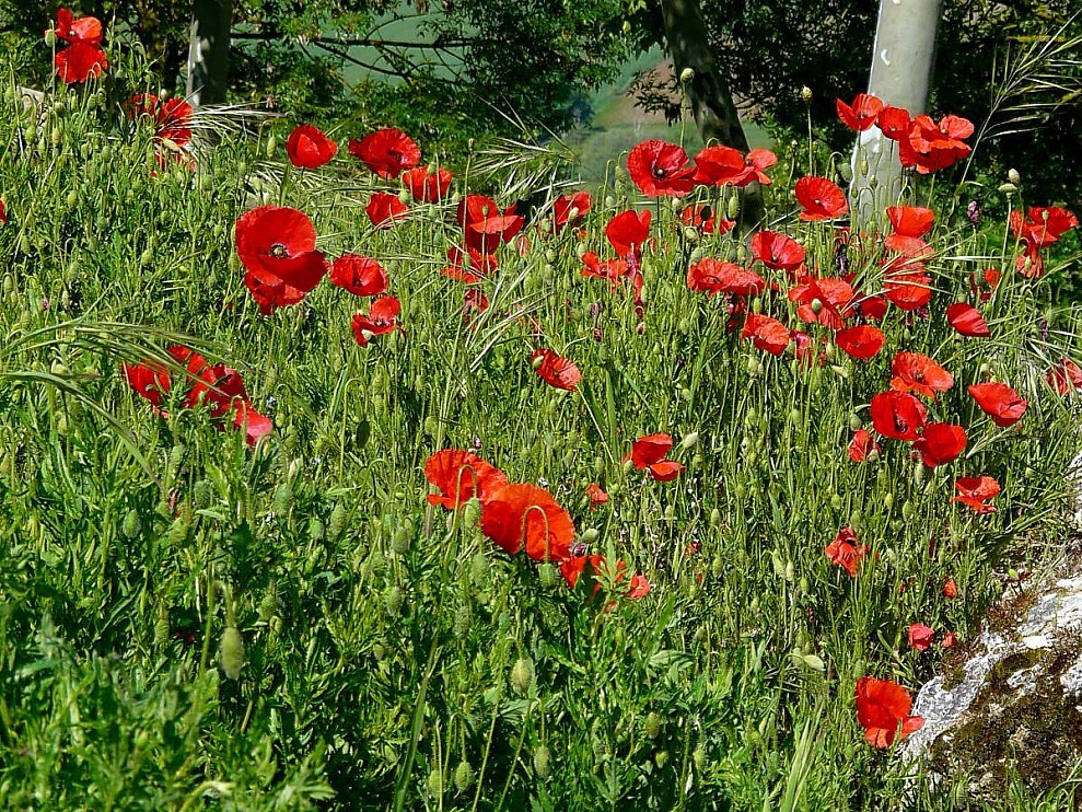 Coquelicots.jpg