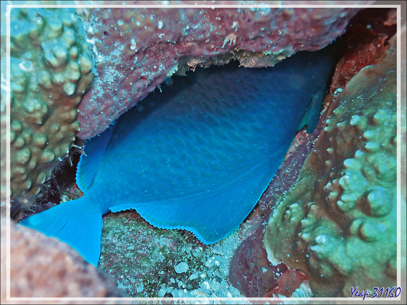 Pour vivre heureux, va vite te cacher ! Probablement Baliste vermiculé (de par son beau bleu) - Baleine - Tsarabanjina - Mitsio - Madagascar